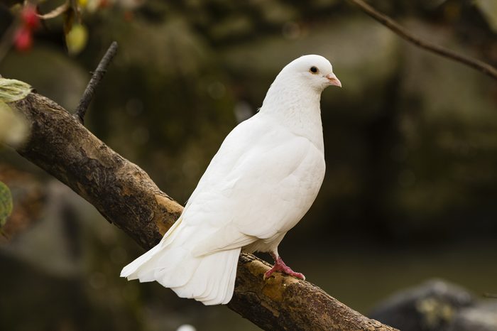 White Dove sitting on a tree branch