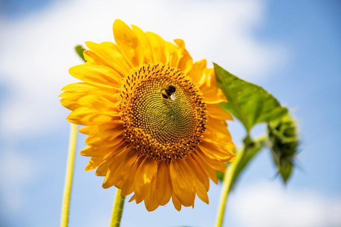 Sunflower close-up. Heart in a flower. Beautiful sunflower. Field with sunflowers. Sunflower seeds. Sunflower oil. Sunflower's pollination.