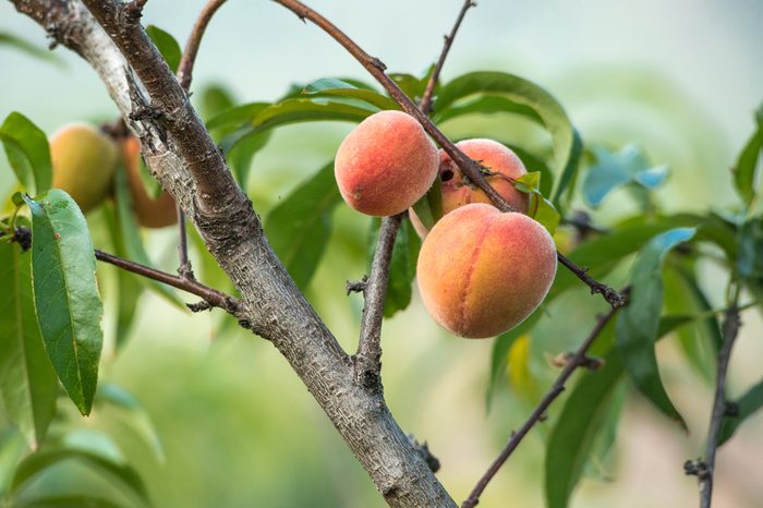 peach fruits growing on a peach tree branch