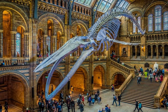 Natural history museum london