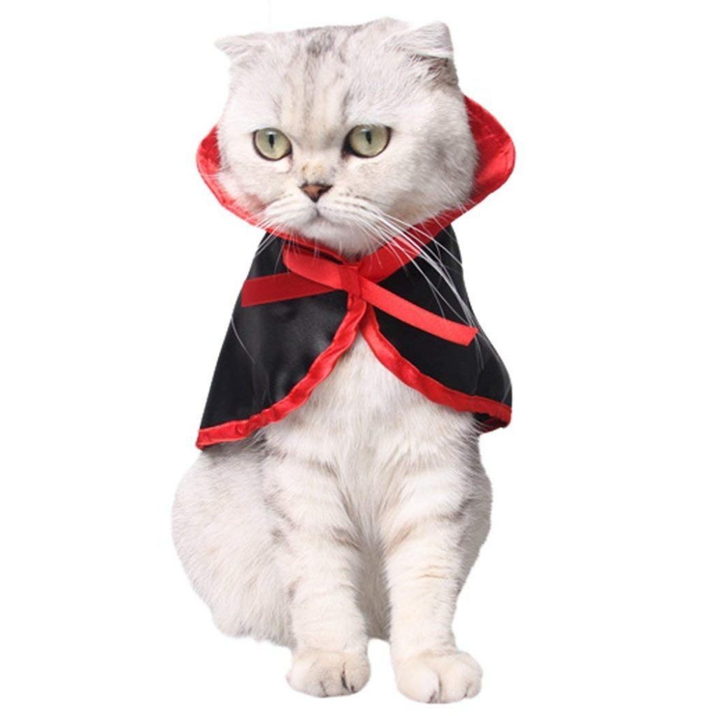 54 Best Pictures Halloween Pet Names Cats : The 9 Best Halloween Costumes For Cats
