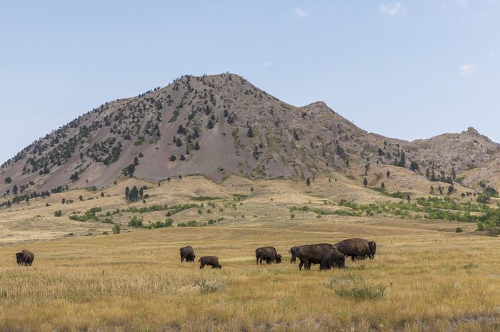 Bear Butte with Buffalo