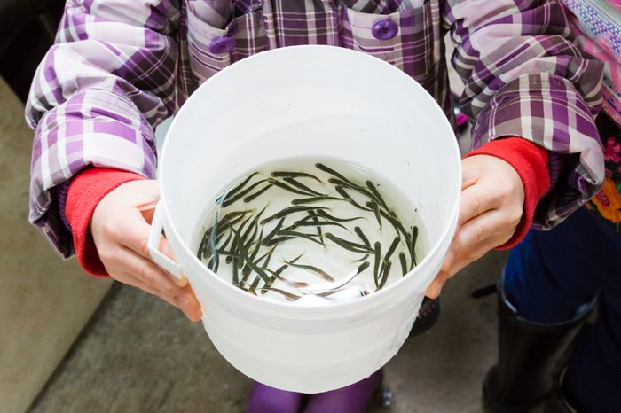 Kid holding bucket with baby salmon for release into the river