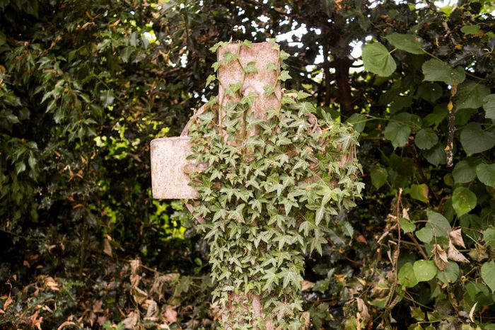 Stone grave cross overgrown with ivy