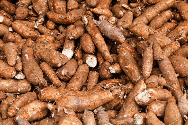 pile of raw cassava in cassava industry.
