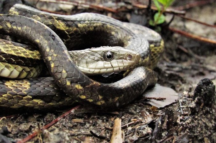 Close up of a Gray rat snake "Pantherophis spiloides" after a summer shower, Mississippi