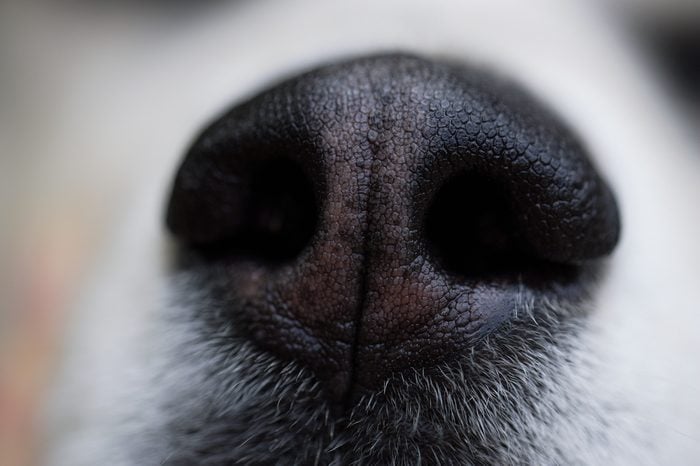 Closeup photo of texture on a husky dog's nose