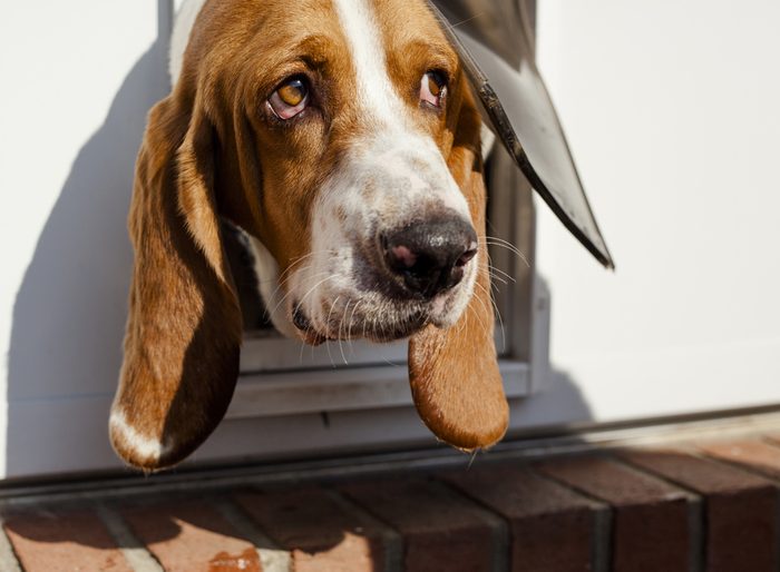 Shy Basset hound poking head out of its dog door