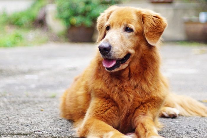 Golden Retriever Dog.