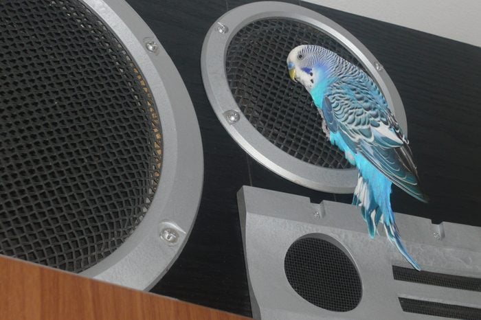 parrot listens to music