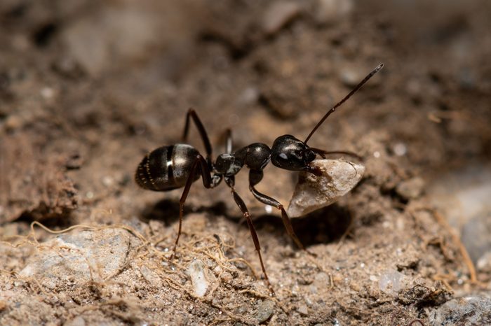 Ant carrying a rock