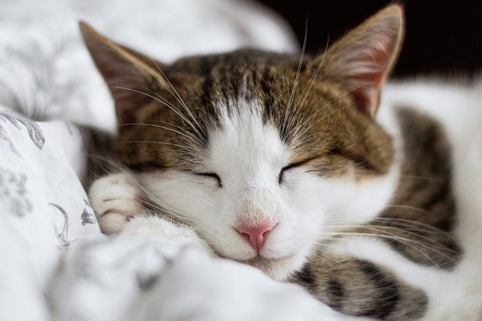 A closeup of a cat sleeping on a blanket