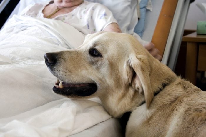 Therapy Dog receives a comforting stroke from a hospice patient.