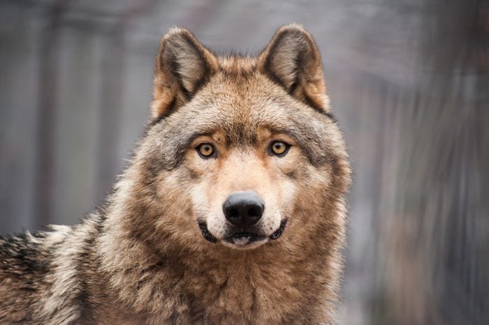 Watchful looking timber wolf close portrait in grey bare winter or autumn forest