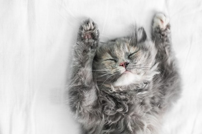 Cute cat sleeping on the bed