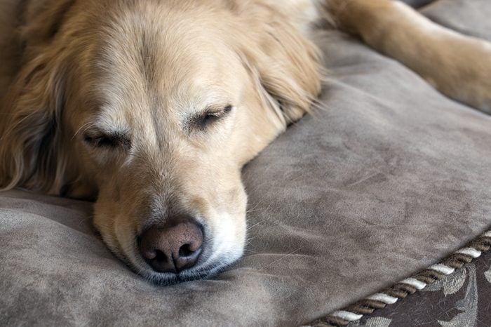 Golden Retriever napping on the dog bed