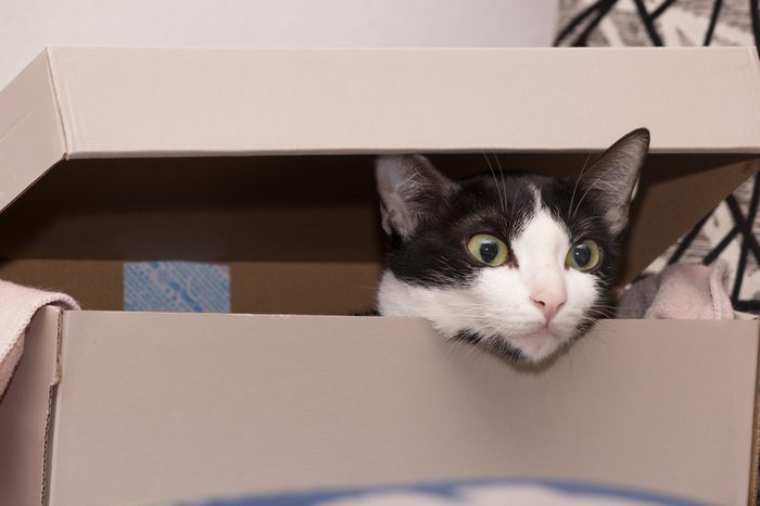 cute black and white Cat hiding in paper box