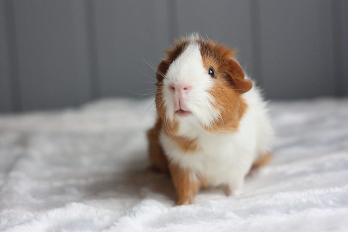 Curious guinea pig with rosettes