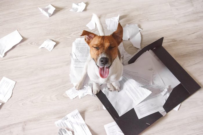 Bad dog sitting on the torn pieces of important documents. Naughty pets at home. Bad puppy waiting for punishment