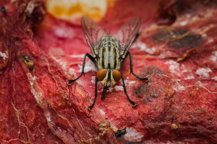 Flies eat meat