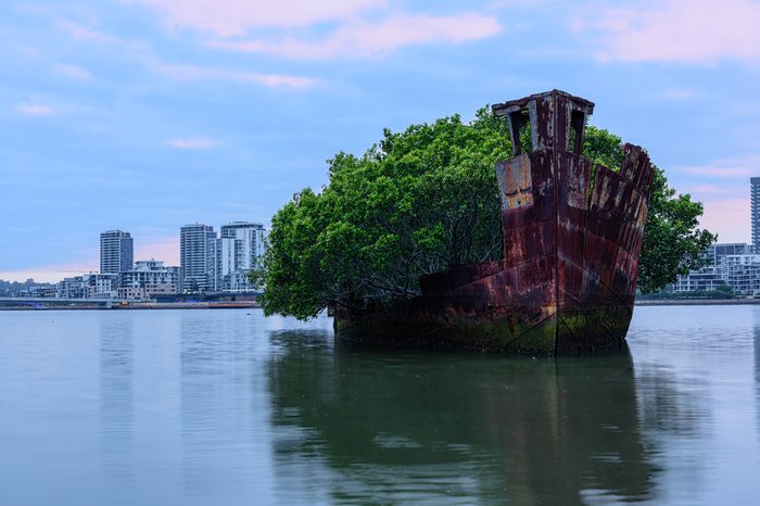 102 year old Shipwrecks of Homebush Bay in Sydney Australia became A Floating Forest.