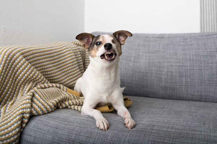 Small Jack Russell Mix Dog With One Eye Laying on Sofa