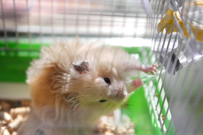 Hamster drinks water from a drinker. Hamster is in a cage.