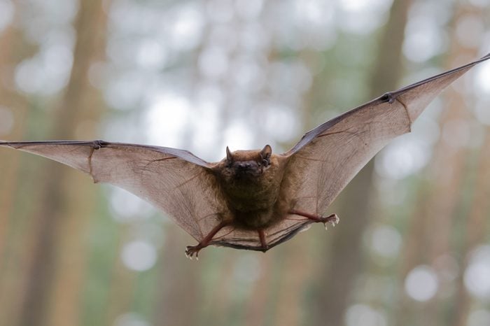 Flying Bat in Forest