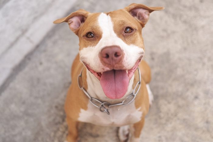 Pitbull dog alway smile