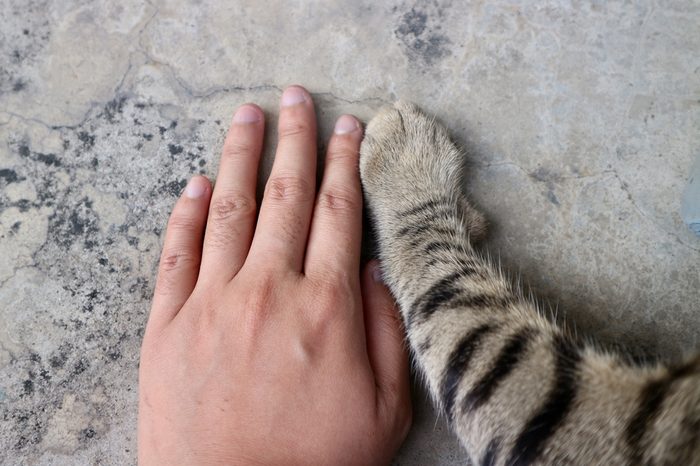 Love, Hand of human and hand of cat, place together on floor, tiger pattern cat, hand