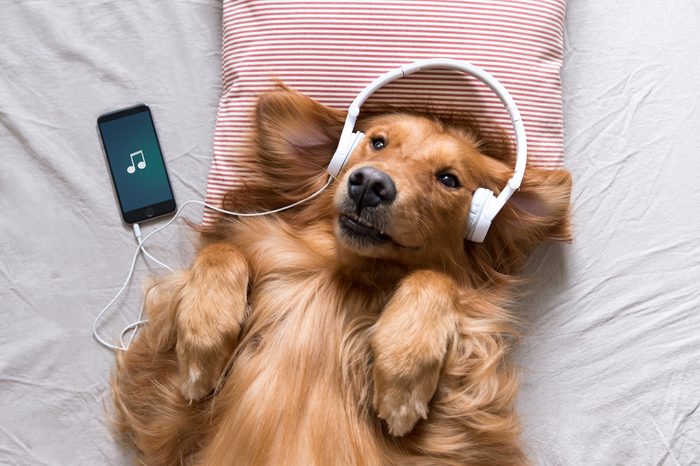 The Golden Retriever wearing headphones listening to music