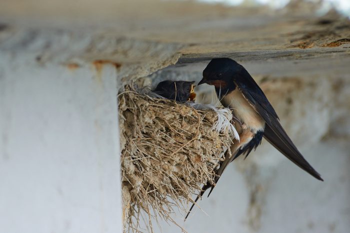 Nest of swallows