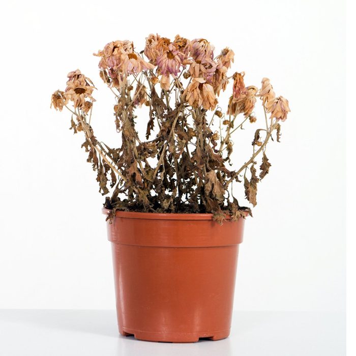 Dead Flower Pot