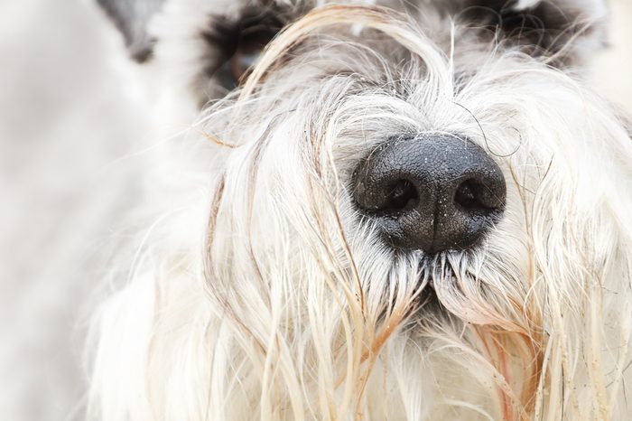 A close up of a wet dogs nose and nostrils. A white terriers nose, showing long hairs and fur moustache. Terriers are good sniffers.