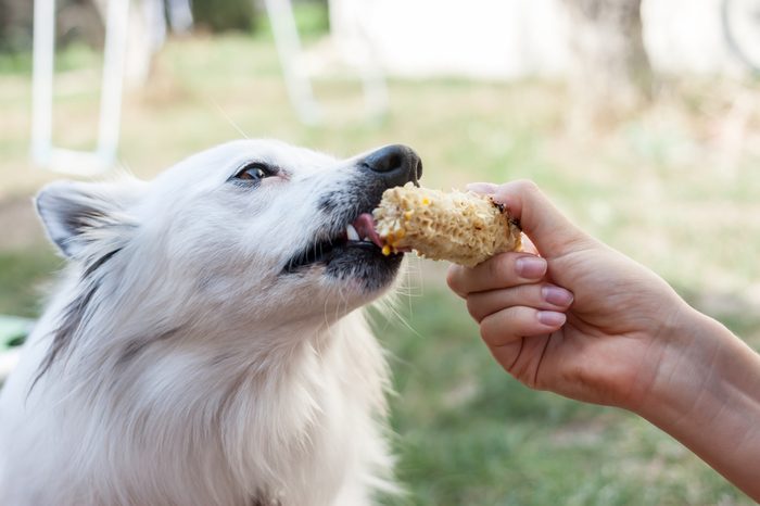 female hand feeding dog with corn