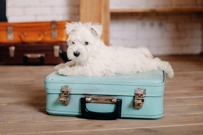 Puppy in a suitcase. Travel and vacation