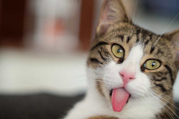 Portrait of a black and white cat showing tongue