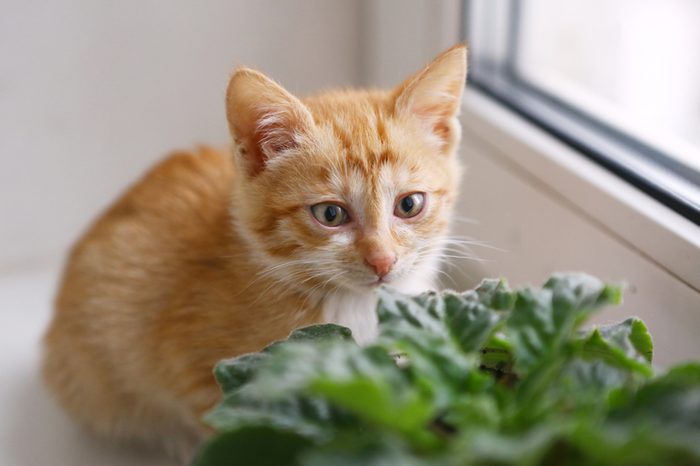red little kitten on windowsill close up photo