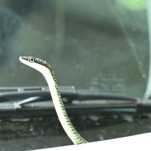 Golden tree snake is on the car. ( Chrysopelea ornata )