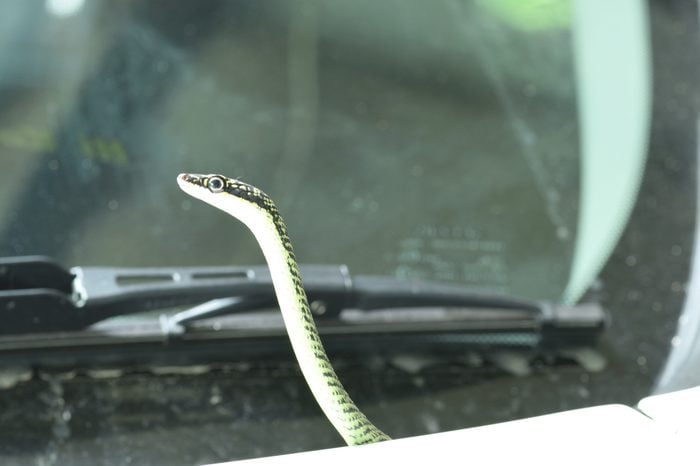 Golden tree snake is on the car. ( Chrysopelea ornata )