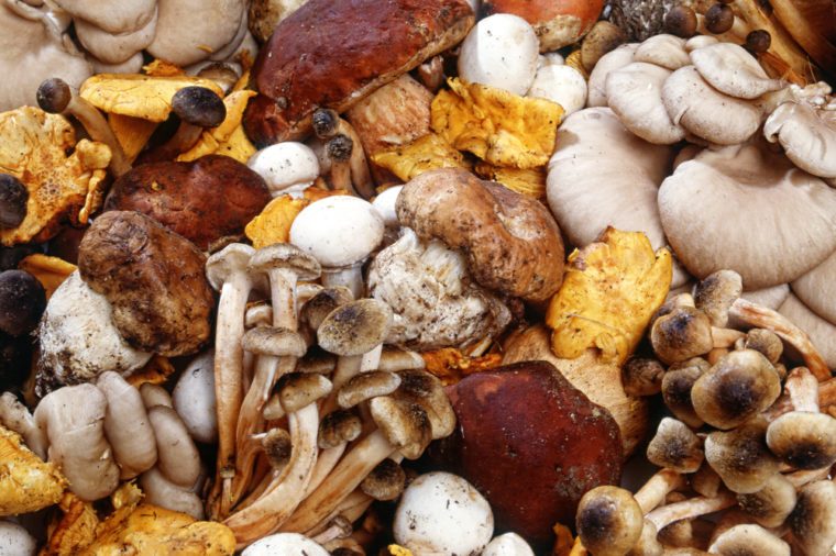 Assorted collection of fresh edible wild mushrooms harvested in autumn for use as ingredients in cooking