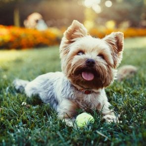 Beautiful yorkshire terrier playing with a ball on a grass
