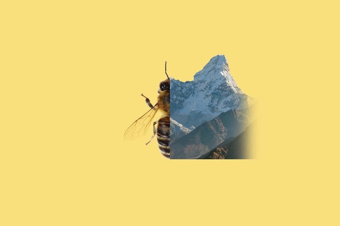 bees can fly higher than mount everest