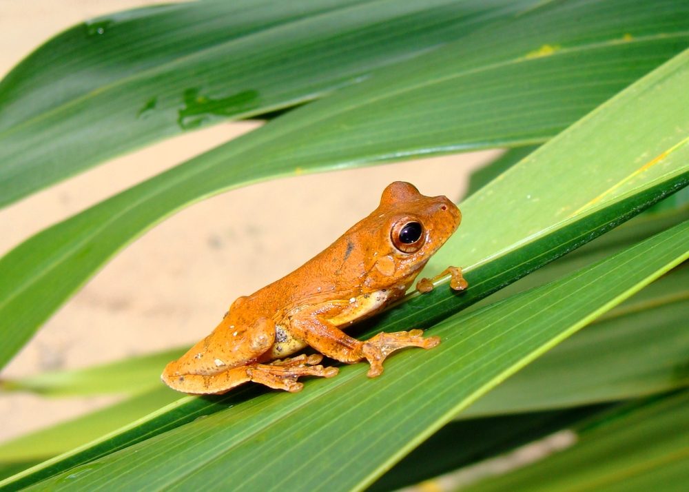 https://www.rd.com/wp-content/uploads/2018/10/10-Animals-That-Have-Become-Extinct-in-the-Last-100-YearsGolden-toad.jpg