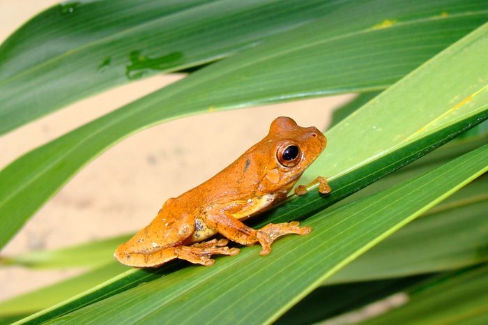 Golden colored tropical treefrog on green exotic foliage called a Mahogany Treefrog, Hyla loquax