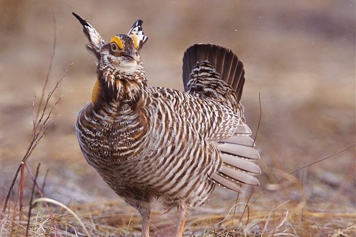 Greater Prairie Chicken "booming" (mating display) on lek / booming grounds, Fort Pierre National Grassland, South Dakota