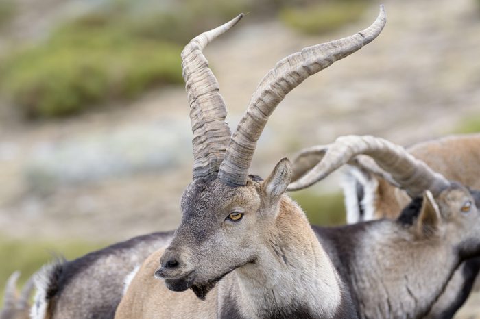 Spanish Wild Goat - Iberian Ibex