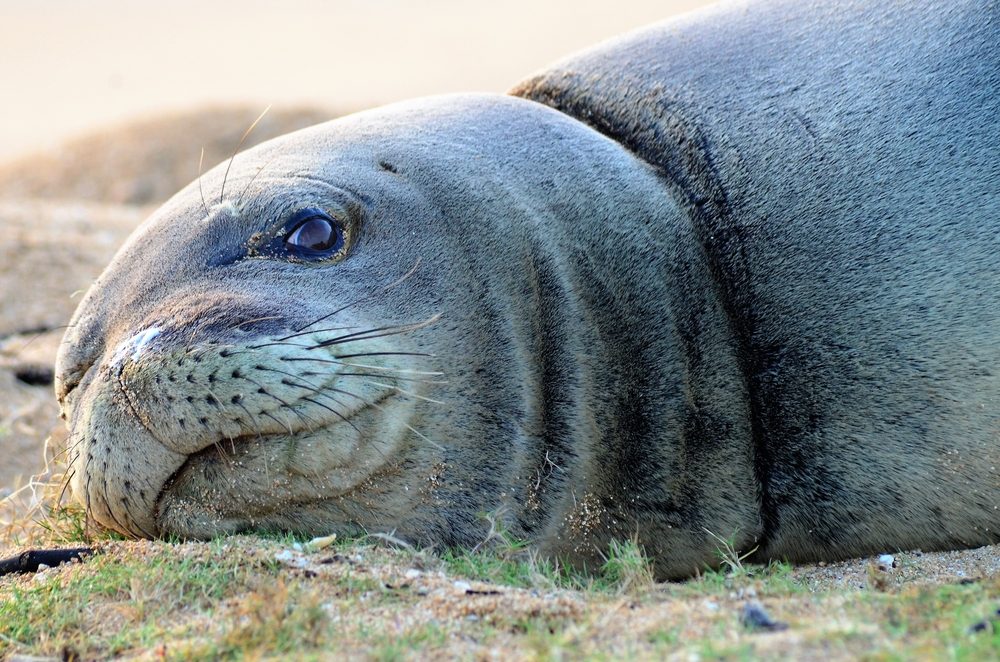 https://www.rd.com/wp-content/uploads/2018/10/10-Animals-That-Have-Become-Extinct-in-the-Last-100-YearsMonk-seal.jpg