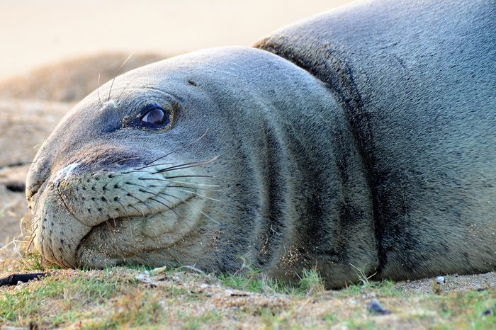 A Monk seal lays on a sandy beach, in the Hawaiian islands on a hot summer day