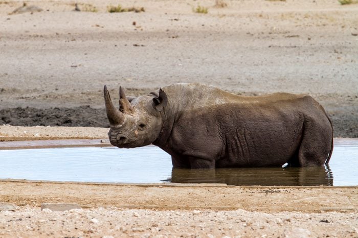 Black rhino bull taking a bath at a waterhole in the western part of Etosha National Park in Namibia